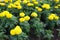 Showy yellow flowerheads of Mexican marigolds