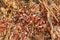 Shredded stems and corncobs on corn field after a harvesting