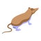 Shrew mammal icon isometric vector. Mouse animal