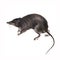 Shrew Neomys fodiens