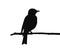 shrike bird on branch, black silhouette