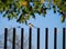 Shrike bird on fence post