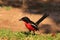 Shrike, Crimsonbreasted - Stunning Africa