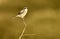 shrike posing on twig at first light