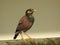 Shrikes, Myna Bird, Chittagong