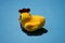 Shrilling Chicken squeaky toy . toy rubber shriek yellow chicken isolated on blue background.