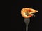 Shrimp boiled royal on a fork, isolated on a black