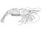 Shrimp coloring book antistress - vector linear picture for coloring. Sea animal - shrimp - antistress for marine coloring book.