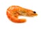 Shrimp - eastern king prawn