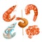 shrimp fish seafood set cartoon vector illustration