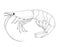 Shrimp. Hand drawn black pencil realistic illustration.