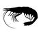 Shrimp. Hand drawn black pencil realistic silhouette.