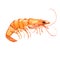 Shrimp isolated on white background, watercolor