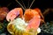 Shrimp lobster cherax yabby Crayfish destructor volcano