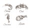Shrimp, lobster, crab, sea horse sketch