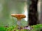 Shrimp mushroom