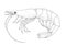 Shrimp. Outline drawing sketch illustration.