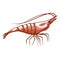 Shrimp pink icon, seafood delicious restaurant ingredient