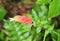 Shrimp plant pink and orange flower and green leaves