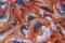 Shrimp, Recently Fished, Fish Market, Spain