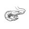 Shrimp sea animal sketch engraving vector