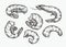 Shrimp set sketch. Food, seafood vintage vector illustration