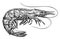 Shrimp sketch. Sea animal in vintage engraving style. Whole prawn, seafood illustration