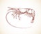 Shrimp. Vector drawing