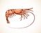 Shrimp. Vector drawing