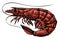 Shrimp vector illustration. Whole prawn, seafood isolated