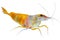 Shrimp. watercolor illustration. Isolated