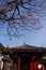 Shrines, temples, public places in Japan And there is a beautiful cherry blossom tree in front