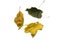 Shriveled dry autumn leaves of maple and birch, yellow and green