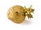 Shriveled sprouted potato isolated on white background. One seed tuber with sprouts macro. Vegetables farming, cultivation and