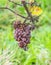 Shrivelled Grapes in Autumn