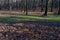 Shrivelled leaves on heaps in the park