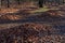 Shrivelled leaves on heaps in the park