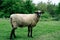 Shropshire ewe sheep