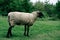 Shropshire ewe sheep in green field