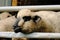 Shropshire lamb through fence with sheep on farm