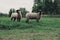 Shropshire sheep on farm