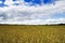 Shropshire Wheat Fields