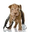 Shrpei puppy dog with a stethoscope on his neck.