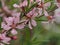 Shrub Almonds blooming with pink flowers.