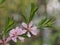 Shrub Almonds blooming with pink flowers.