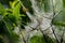 Shrub attacked by the web moth bird-cherry ermine