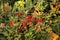 Shrub Aucuba japonica with small red fruit