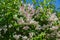 Shrub with beautiful white and pink full flowers - Deutzia scabra flowering in spring