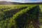 Shrub of blueberries, bushes with future berries against the blue sky. Farm with berries