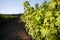 Shrub of blueberries, bushes with future berries against the blue sky. Farm with berries